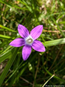 High altitude flowers﻿ from Romanian Carpathians
