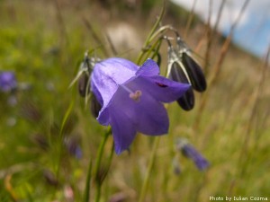 High altitude flowers﻿ from Romanian Carpathians