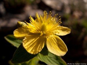 High altitude flowers﻿ from Romanian Carpathians