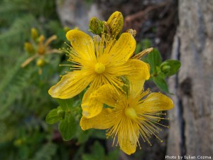 High altitude flowers﻿ from Romanian Carpathians