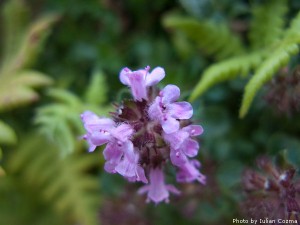 High altitude flowers﻿ from Romanian Carpathians
