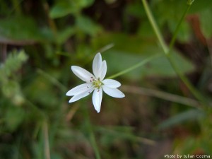High altitude flowers﻿ from Romanian Carpathians