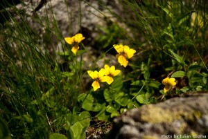 High altitude flowers﻿ from Romanian Carpathians
