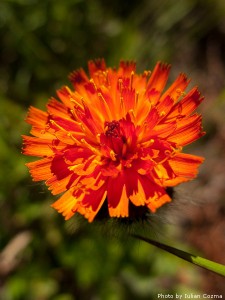 High altitude flowers﻿ from Romanian Carpathians
