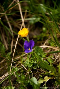 High altitude flowers﻿ from Romanian Carpathians
