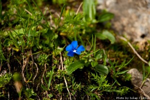 High altitude flowers﻿ from Romanian Carpathians