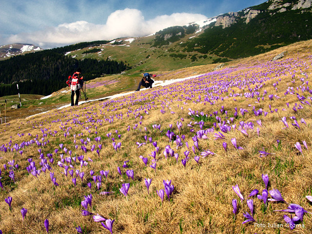 Crocus flowers in Bucegi mountains, May 2010