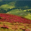 Rododendron in Bucegi mountains